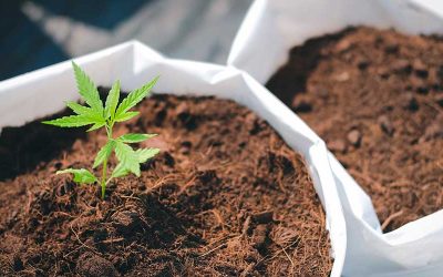 ¿Cómo plantar marihuana de forma fácil?