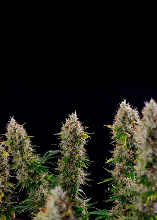 Big Bud