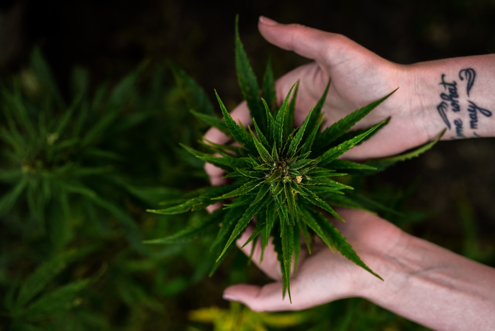 cannabis-indica-o-staiva-kamala-seeds