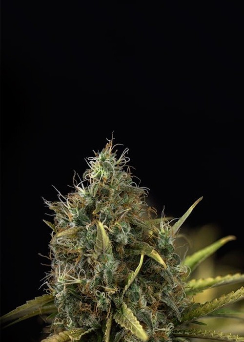Northern Light