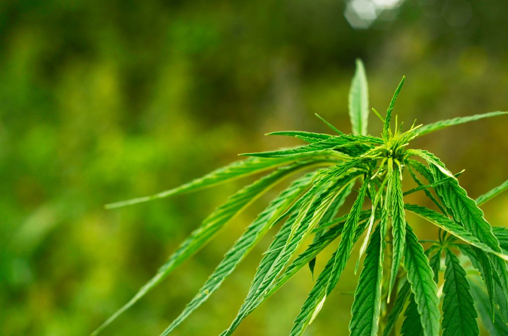 Planta Sativa