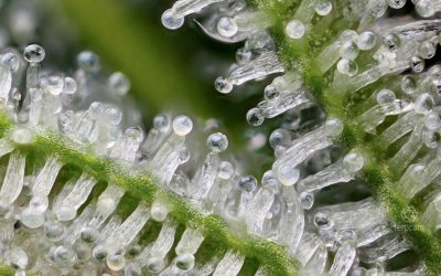 Cuando cortar la marihuana