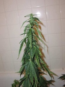regar-plantas-marihuana