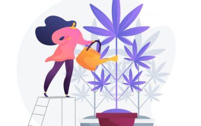 Como Regar Las Plantas De Marihuana