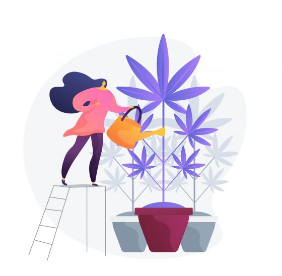 Guía de Riego para Marihuana: Consejos y Técnicas Efectivas