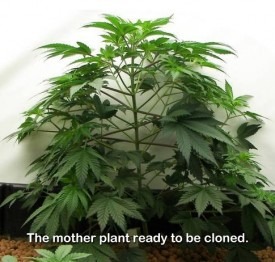 planta-madre-esquejes-marihuana