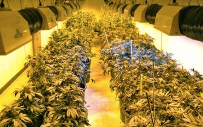 Diseño Sala De Cultivo Indoor