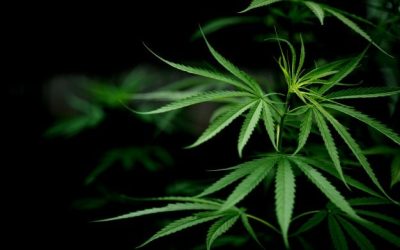 Nutrientes Y Fertilizantes Para Marihuana