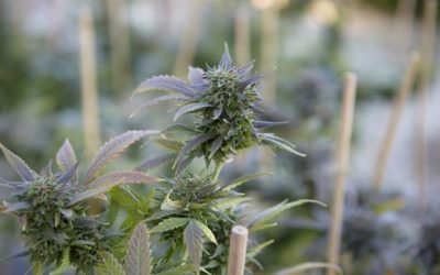 Cómo Cultivar Marihuana En Exterior