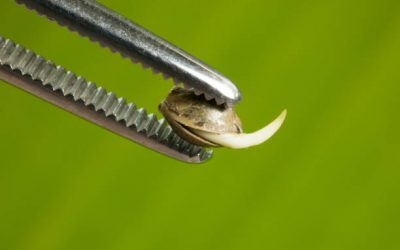 Cómo Germinar Semillas De Marihuana