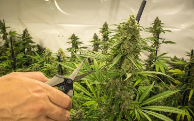 Entrenamiento (SOG, SCROG Y LST)  y técnicas de poda