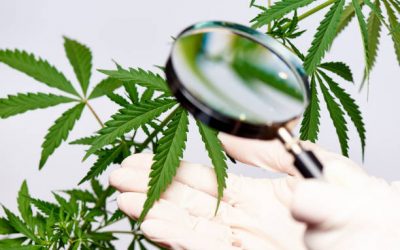 Plagas y Enfermedades De La Marihuana