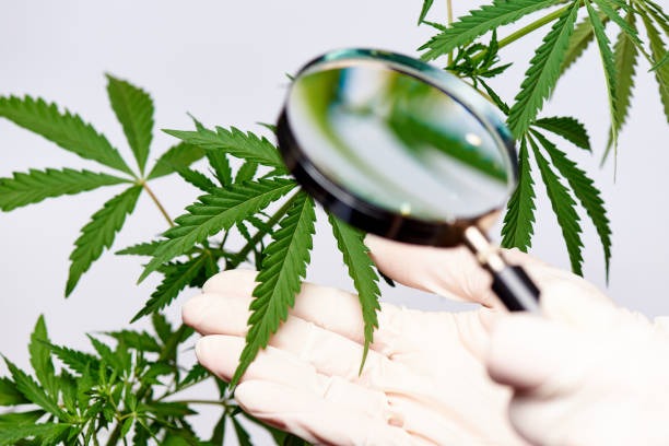 Plagas y enfermedades en la marihuana