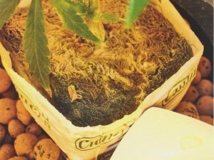 plagas y enfermedades de la marihuana-Pythium