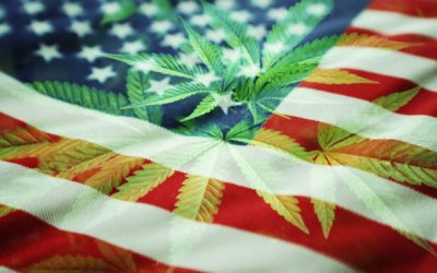 Semillas Feminizadas Americanas