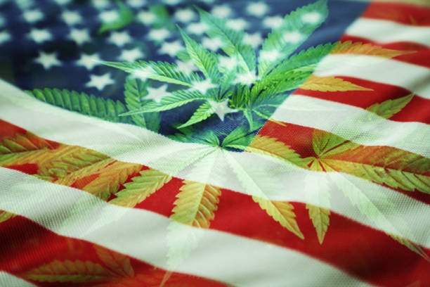 semillas de marihuana feminizadas americanas kamala seeds
