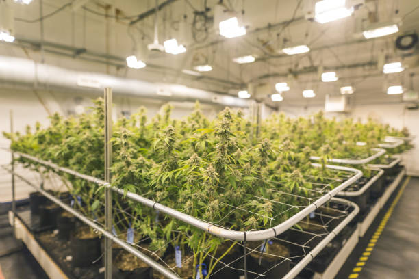 Elegir variedades marihuana interior