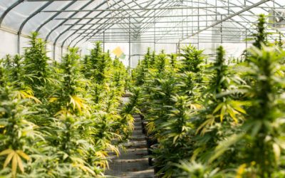 Cómo cultivar tus plantas autoflorecientes de marihuana en invernadero