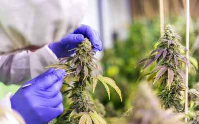 Cómo seleccionar la variedad perfecta de semillas de marihuana