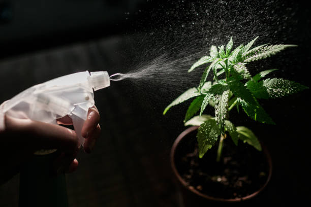 Tipos de fertilizantes: qué son y para qué sirven