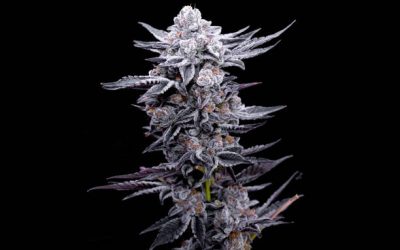 Cinco claves para conseguir flores de marihuana enormes