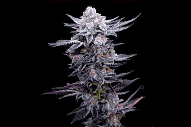 claves para conseguir Flores de Marihuana Enormes