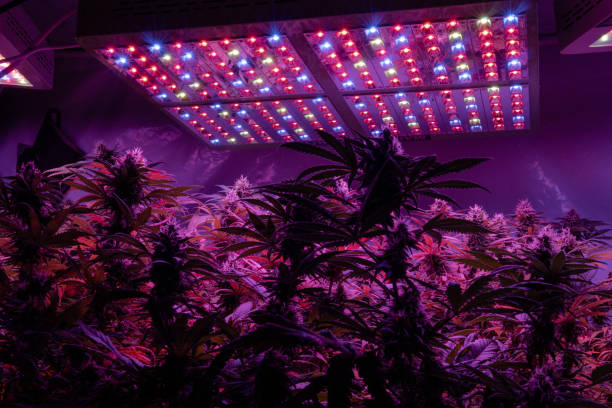 Todo lo que debes saber de la iluminación para tu cultivo de marihuana