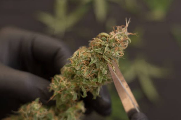 Manicurado de las plantas de marihuana