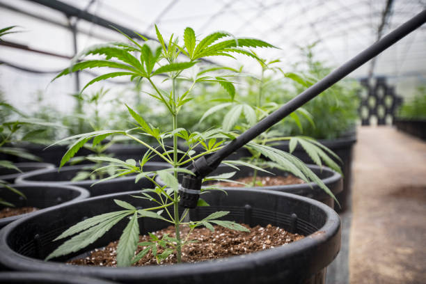 Ventajas e inconvenientes del riego por goteo en los cultivos de marihuana