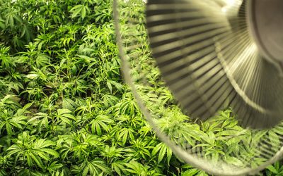 La Importancia de la Ventilación en el Cultivo de Marihuana