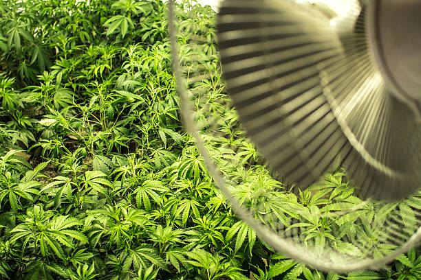 Ventilación en el Cultivo de Marihuana