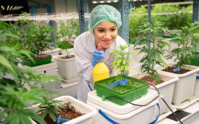 Errores comunes cultivo marihuana