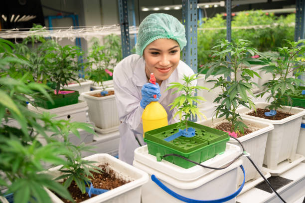 errores al cultivar marihuana