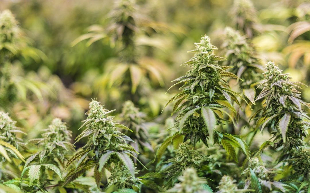 Cómo elegir las mejores semillas de marihuana para tu cultivo