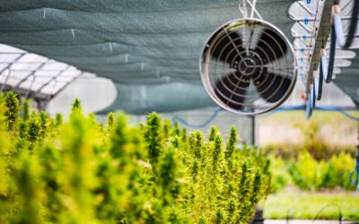 Cómo combatir el olor de tus cultivos de marihuana