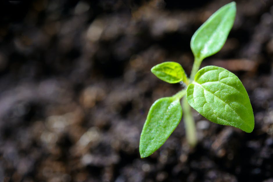 cultivar cannabis en entornos de guerrilla
