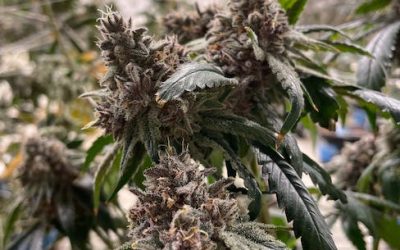 Las 5 mejores autoflorecientes para la temporada de exterior 2023