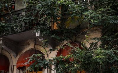 Cultivo de autoflorecientes en balcón