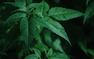 Cómo cultivar plantas de marihuana autoflorecientes en exterior