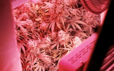 ¿Cuándo cultivar y cosechar marihuana? Hemisferio norte vs hemisferio sur