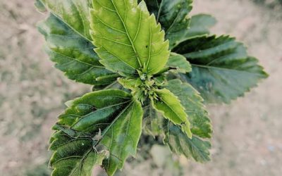 ¿Cuándo germinar tus semillas de marihuana para el cultivo de exterior?