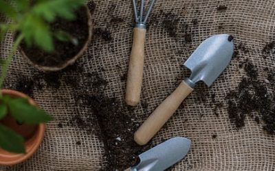 Comenzando a cultivar: todo lo que necesitas saber para triunfar en tu primera plantación indoor