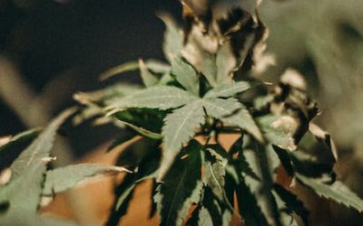 Defoliación intensiva en el cultivo de marihuana