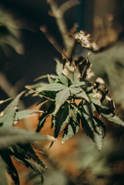Los 7 grandes errores en el cultivo de la marihuana