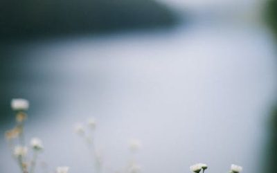 Cómo cultivar marihuana en un espacio reducido