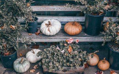 ¡Pesadilla en el huerto!: distintas situaciones que te pueden dejar sin cosecha de exterior