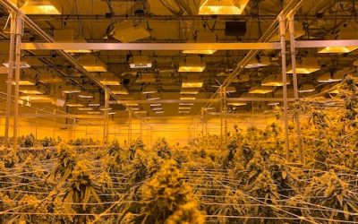 Las 10 mejores variedades de marihuana para tu cultivo de interior