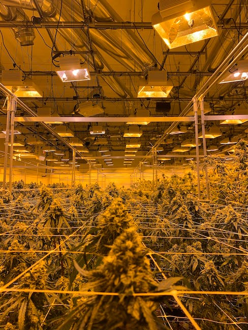 Las 10 mejores variedades de marihuana para tu cultivo de interior