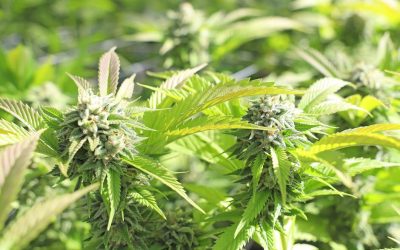 Cómo regular el pH en el cultivo de marihuana