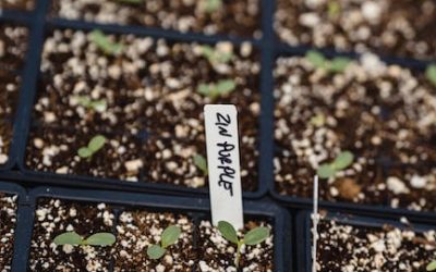 Cultivo vertical de marihuana: un método innovador, con muchos beneficios